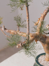 3009 - 発根済 Commiphora kraeuseliana コミフォラ・クラウセリアナ Commiphora kraeuseliana