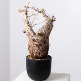 1039- 発根済 Operculicarya Pachypus オペルクリカリア・パキプス