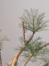 3009 - 発根済 Commiphora kraeuseliana コミフォラ・クラウセリアナ Commiphora kraeuseliana