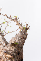 1039- 発根済 Operculicarya Pachypus オペルクリカリア・パキプス