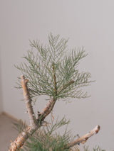 3009 - 発根済 Commiphora kraeuseliana コミフォラ・クラウセリアナ Commiphora kraeuseliana