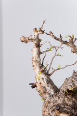 1039- 発根済 Operculicarya Pachypus オペルクリカリア・パキプス