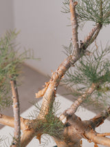 3009 - 発根済 Commiphora kraeuseliana コミフォラ・クラウセリアナ Commiphora kraeuseliana