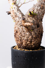 1039- 発根済 Operculicarya Pachypus オペルクリカリア・パキプス