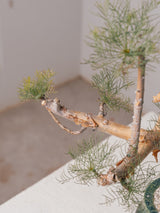3009 - 発根済 Commiphora kraeuseliana コミフォラ・クラウセリアナ Commiphora kraeuseliana