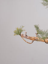 3009 - 発根済 Commiphora kraeuseliana コミフォラ・クラウセリアナ Commiphora kraeuseliana