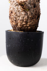 1039- 発根済 Operculicarya Pachypus オペルクリカリア・パキプス