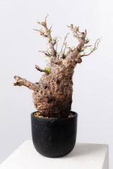 1039- 発根済 Operculicarya Pachypus オペルクリカリア・パキプス