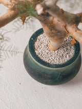 3009 - 発根済 Commiphora kraeuseliana コミフォラ・クラウセリアナ Commiphora kraeuseliana