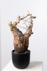 1039- 発根済 Operculicarya Pachypus オペルクリカリア・パキプス