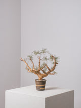 30010 - 発根済 Commiphora kraeuseliana コミフォラ・クラウセリアナ Commiphora kraeuseliana