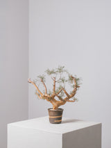 30010 - 発根済 Commiphora kraeuseliana コミフォラ・クラウセリアナ Commiphora kraeuseliana