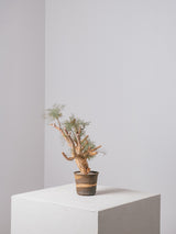 30010 - 発根済 Commiphora kraeuseliana コミフォラ・クラウセリアナ Commiphora kraeuseliana