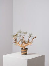 30010 - 発根済 Commiphora kraeuseliana コミフォラ・クラウセリアナ Commiphora kraeuseliana