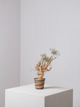 30010 - 発根済 Commiphora kraeuseliana コミフォラ・クラウセリアナ Commiphora kraeuseliana
