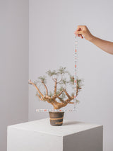 30010 - 発根済 Commiphora kraeuseliana コミフォラ・クラウセリアナ Commiphora kraeuseliana