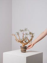 30010 - 発根済 Commiphora kraeuseliana コミフォラ・クラウセリアナ Commiphora kraeuseliana