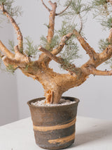 30010 - 発根済 Commiphora kraeuseliana コミフォラ・クラウセリアナ Commiphora kraeuseliana