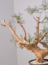30010 - 発根済 Commiphora kraeuseliana コミフォラ・クラウセリアナ Commiphora kraeuseliana