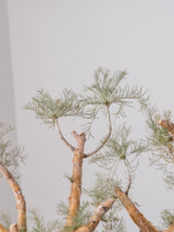 30010 - 発根済 Commiphora kraeuseliana コミフォラ・クラウセリアナ Commiphora kraeuseliana