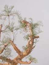 30010 - 発根済 Commiphora kraeuseliana コミフォラ・クラウセリアナ Commiphora kraeuseliana
