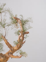 30010 - 発根済 Commiphora kraeuseliana コミフォラ・クラウセリアナ Commiphora kraeuseliana