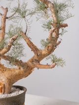 30010 - 発根済 Commiphora kraeuseliana コミフォラ・クラウセリアナ Commiphora kraeuseliana