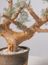30010 - 発根済 Commiphora kraeuseliana コミフォラ・クラウセリアナ Commiphora kraeuseliana