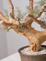 30010 - 発根済 Commiphora kraeuseliana コミフォラ・クラウセリアナ Commiphora kraeuseliana