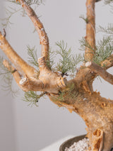 30010 - 発根済 Commiphora kraeuseliana コミフォラ・クラウセリアナ Commiphora kraeuseliana