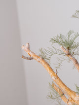 30010 - 発根済 Commiphora kraeuseliana コミフォラ・クラウセリアナ Commiphora kraeuseliana