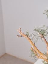 30010 - 発根済 Commiphora kraeuseliana コミフォラ・クラウセリアナ Commiphora kraeuseliana