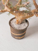 30010 - 発根済 Commiphora kraeuseliana コミフォラ・クラウセリアナ Commiphora kraeuseliana