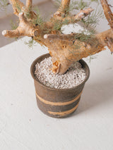 30010 - 発根済 Commiphora kraeuseliana コミフォラ・クラウセリアナ Commiphora kraeuseliana