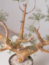 30010 - 発根済 Commiphora kraeuseliana コミフォラ・クラウセリアナ Commiphora kraeuseliana