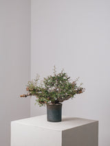 3011 - 発根済 Commiphora sp. Eyl コミフォラ・エイル