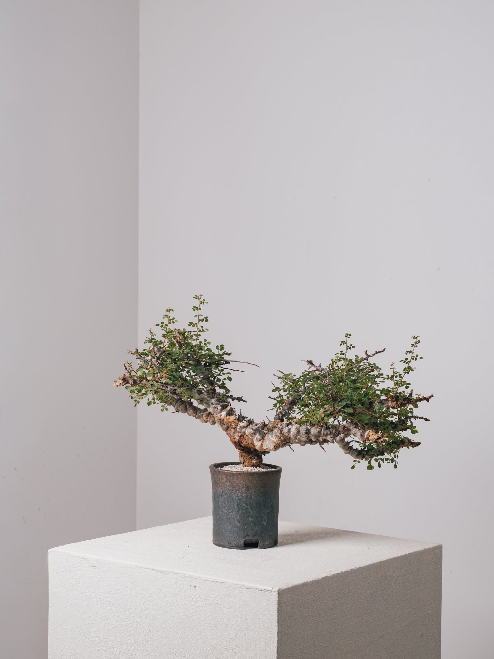 3011 - 発根済 Commiphora sp. Eyl コミフォラ・エイル – KOMO