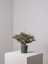 3011 - 発根済 Commiphora sp. Eyl コミフォラ・エイル