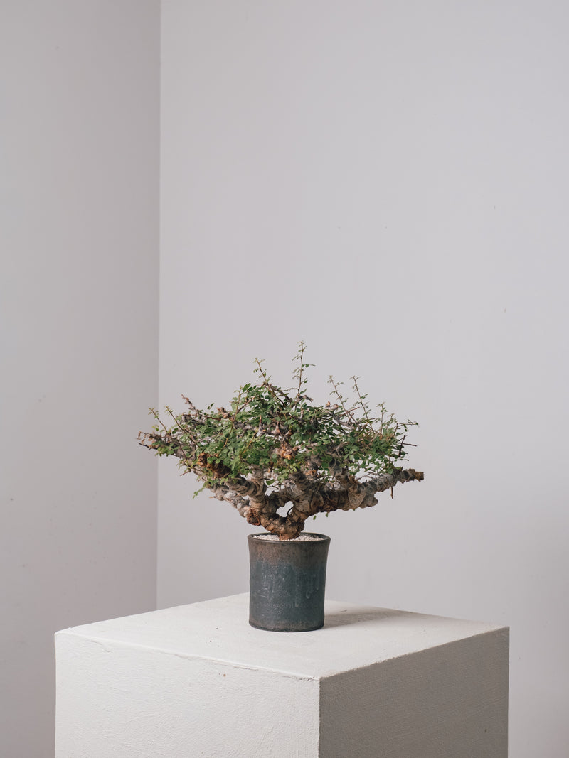 3011 - 発根済 Commiphora sp. Eyl コミフォラ・エイル – KOMO