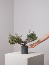3011 - 発根済 Commiphora sp. Eyl コミフォラ・エイル