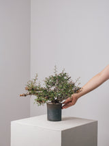 3011 - 発根済 Commiphora sp. Eyl コミフォラ・エイル