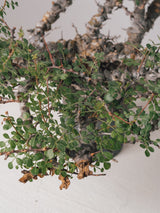 3011 - 発根済 Commiphora sp. Eyl コミフォラ・エイル