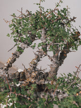 3011 - 発根済 Commiphora sp. Eyl コミフォラ・エイル
