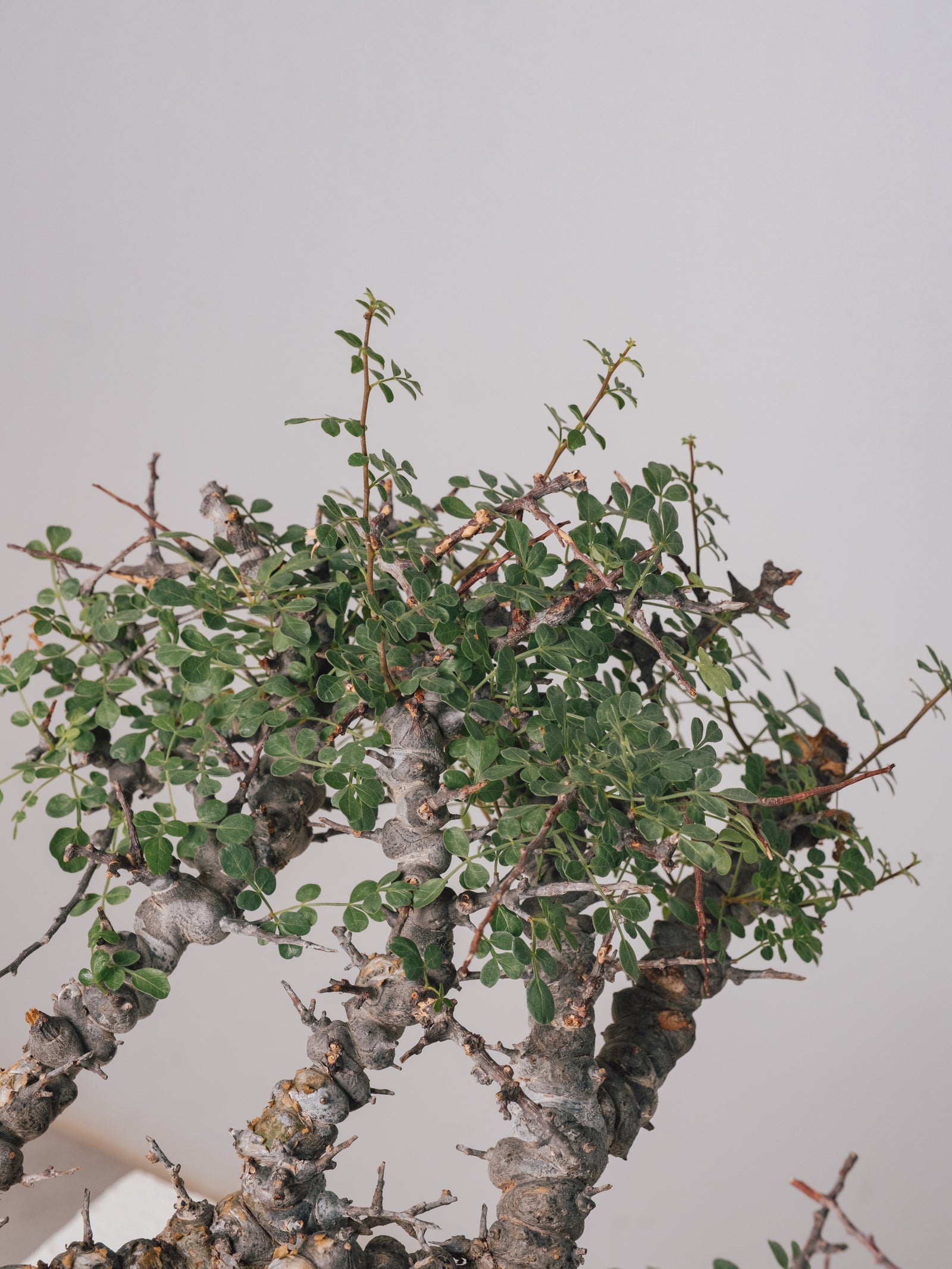 3011 - 発根済 Commiphora sp. Eyl コミフォラ・エイル – KOMO