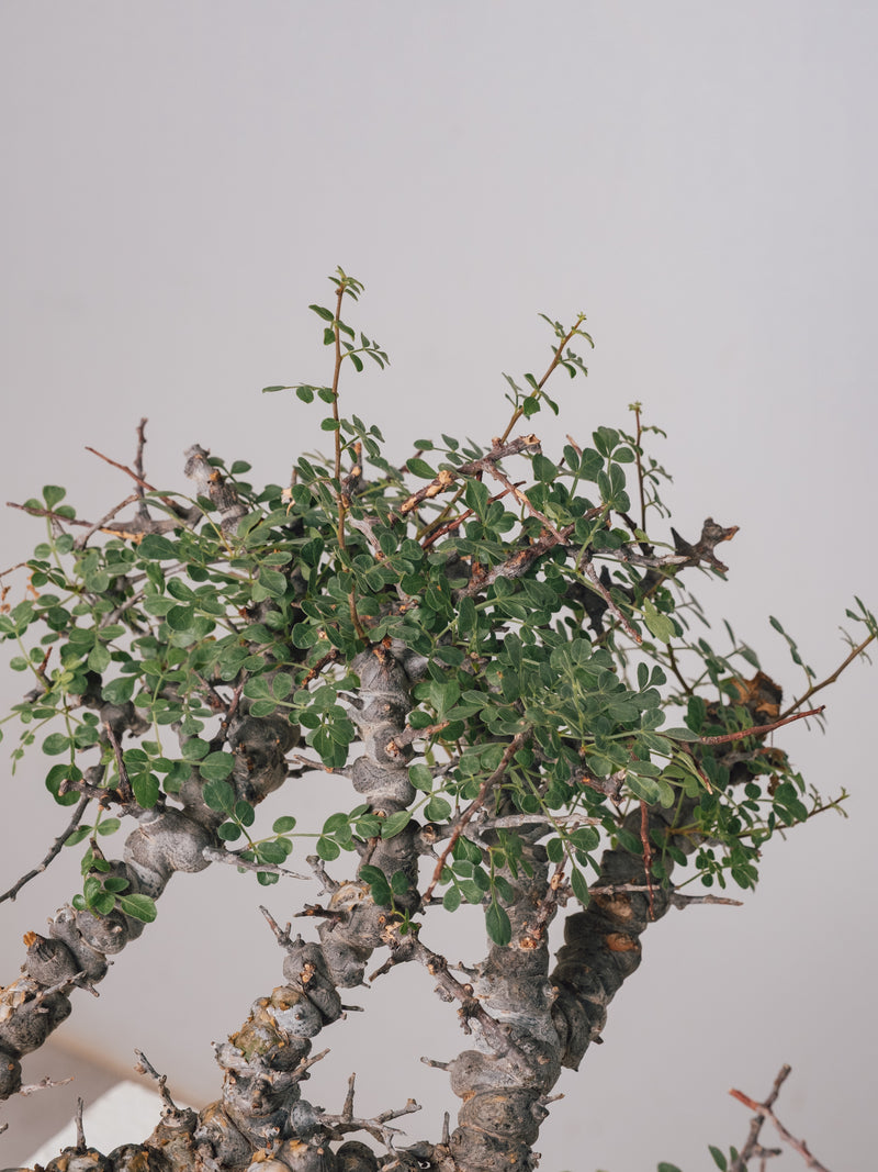 3011 - 発根済 Commiphora sp. Eyl コミフォラ・エイル – KOMO