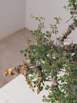 3011 - 発根済 Commiphora sp. Eyl コミフォラ・エイル