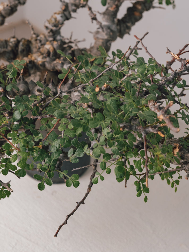 3011 - 発根済 Commiphora sp. Eyl コミフォラ・エイル – KOMO