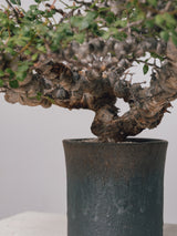 3011 - 発根済 Commiphora sp. Eyl コミフォラ・エイル