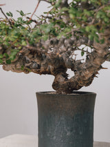 3011 - 発根済 Commiphora sp. Eyl コミフォラ・エイル