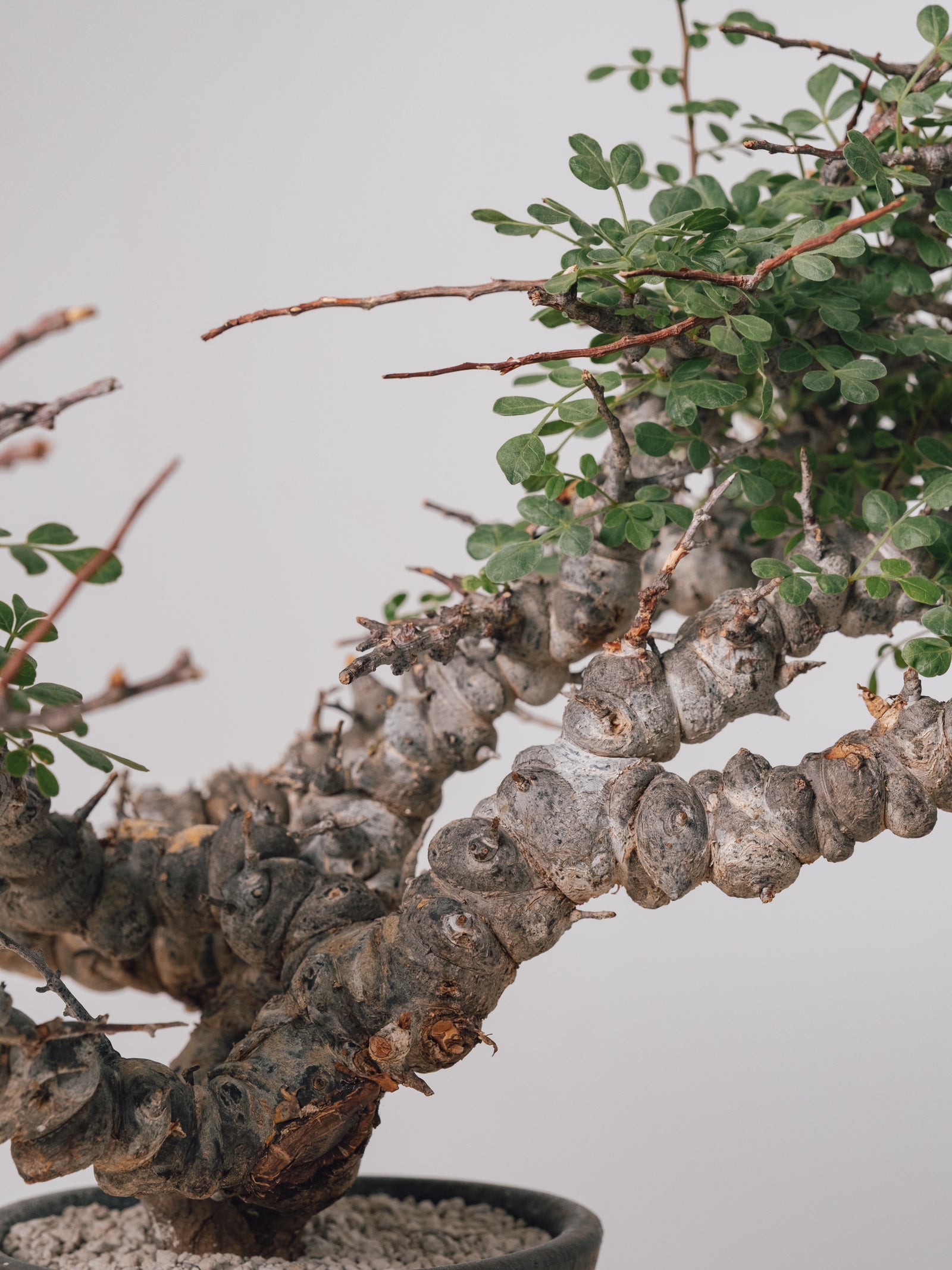 3011 - 発根済 Commiphora sp. Eyl コミフォラ・エイル – KOMO